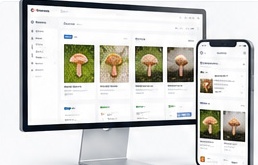 MycologyLog.com shown on desktop and mobile devices